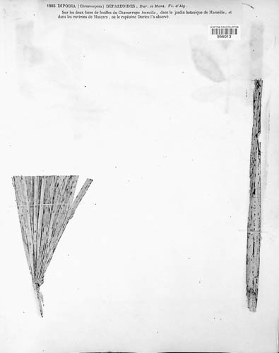Microdiplodia depazeoides image